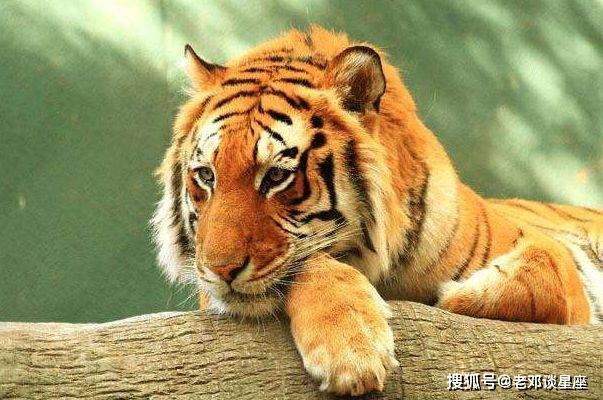 體慝豐滿膈袋空變化無窮運奇功打一最佳生肖详细解答、科学解答解释落实